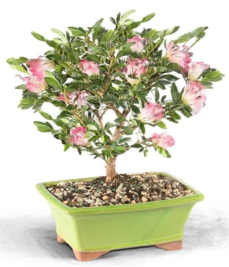 From You Flowers - Powder Puff Indoor Potted Bonsai for