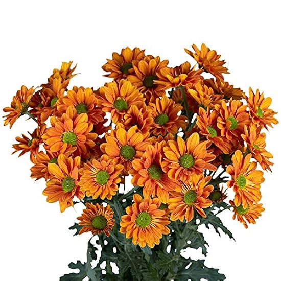GlobalRose 72 Blooms of Bronze Daisy Pom Poms 18 Stems - Fresh Flowers for Delivery 147082419