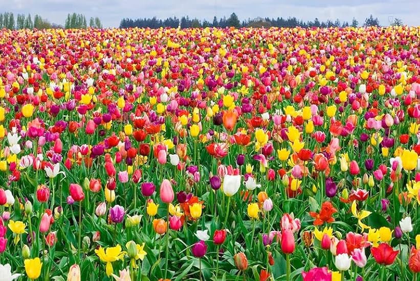 All in One Mixture - Tulips Bulbs and Daffodil Bulbs a 